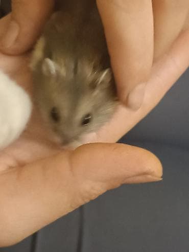 Gəmiricilər: Hamsterlər – cırtdan növ (cütdən və ya ayrı-ayrılıqda) 30 ədətdi - — 4