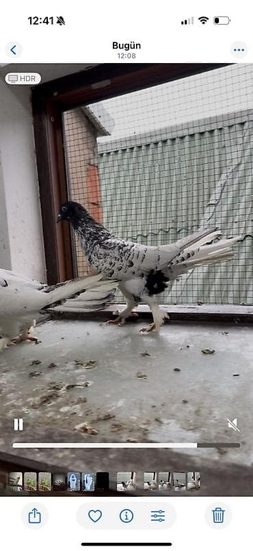 sesar quşu: Goyercin qarabaslar badam hazir cut 16 17 tukler tam saqlam — 5