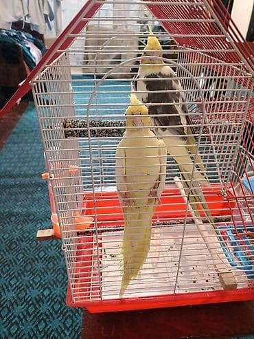 sevgi qusu: Növ: Nimfa tutuquşuları (Cockatiel) və sevgi quşu (Lovebird) Təsvir — 3