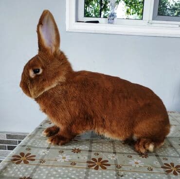 Inəklər, öküzlər: Nzk . kaliforniya. nimes piosder. rekis xəz-dəri cinc — 1