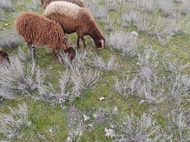 Dana, buzov: Dişi, Qala, il: 2, 60 kq, Damazlıq, Ünvandan götürmə — 2