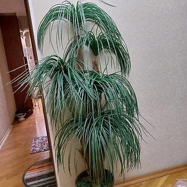 Pastel dəstləri: Palma dekorativ, hundurdu 1m50sm. dibceyi ve icinde yaşil cəmən otu — 2