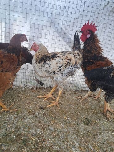 cins inekler: Курица, Для мяса — 5