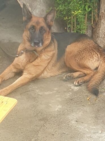 отдам собаку в хорошие руки: Немецкая овчарка, Самка, С прививками — 1