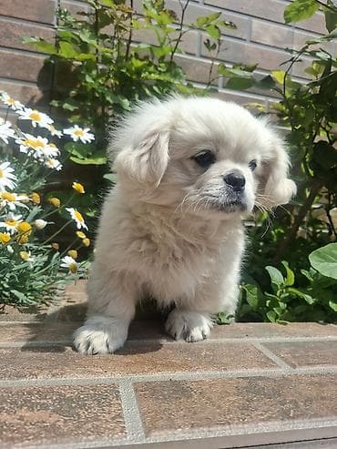 balaca ev itleri: Pekines, 3 ay, Erkek, Peyvəndli, Pulsuz çatdırılma — 2