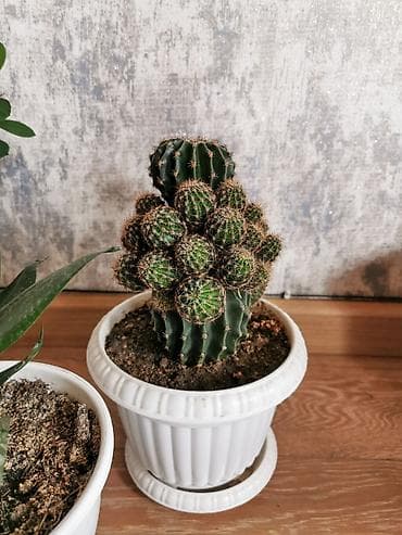 dibcək gulləri adları: Nəzər bitkisi + sansevieria + kaktus. Üçü birlikdə qabla bir yerdə — 4