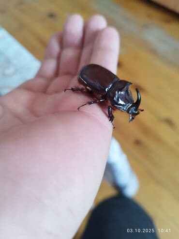 мейн кун купить в баку: Kerkadan boceyi satilir tek 1 eded dir — 2