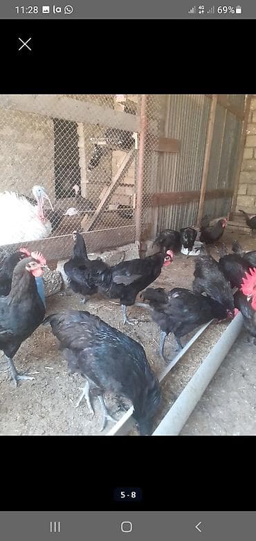 norka heyvan: Toyuq, Australorp, Damazlıq — 2