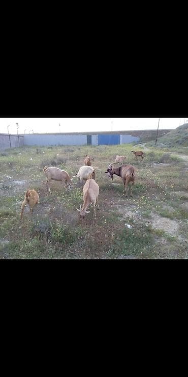 keci bazarı: Sani Alpin qarisiqi 6 keci Çəpiş Satılır Ana keçilər gün ərzində 4 — 1