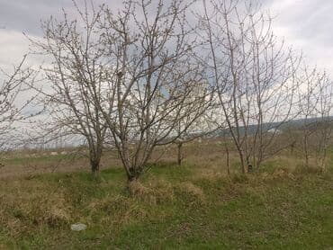 sumqayit kirayə: Kənd təsərrüfatı — 20