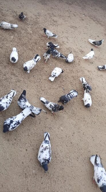 cuce ve xoruz: Quşlar satılr @sarayli_qusbaz_agaselim — 5