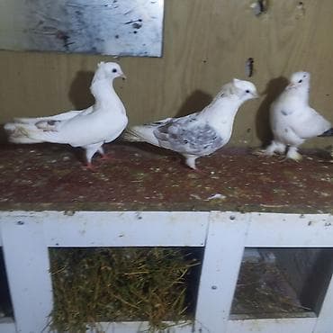 xaski balası: Göyerçinlər balaların biri 5.manatada var hazır cütlərdə var — 3