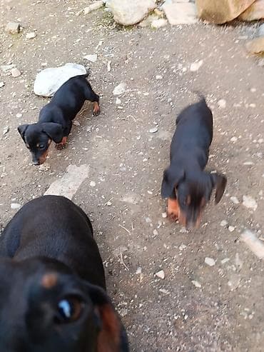 itler sekilleri: 2 ay, Erkek — 4