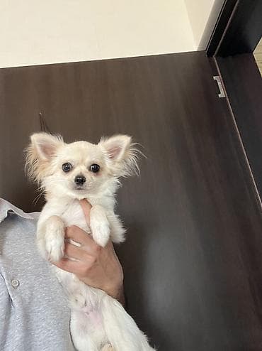 gold chinchilla: Çixuahua, 8 ay, Erkek, Peyvəndli, Ödənişli çatdırılma — 1