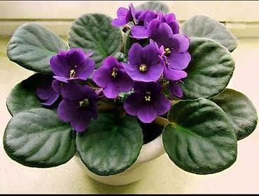 ucuz gül: Ev şəraitində yetişdirilmiş təravətli Bənövşələr (Dibçəkdə) Tam — 1