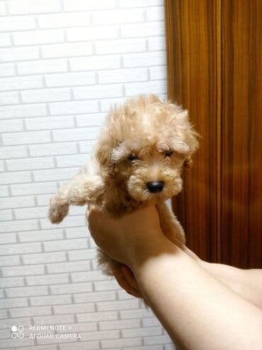 сколько стоит миниатюрный пудель: Пудель — 3