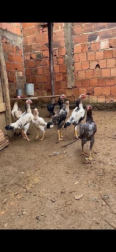 Atlar: Aseel (Asil) tipli uzunboylu döyüş/ətlik xoruz-cücələr qrupu — 2