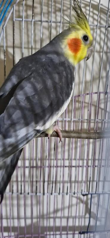 hinduwka satiwi: Dişləmir böyük 11 aylıqdı balaca 2 aylıq Balaca tam əlquşudur. Böyük — 5