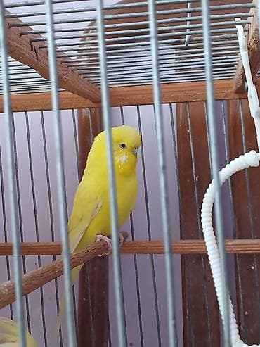 quş qaz: Tek erkey cex satlır — 1