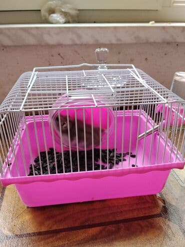 en ucuz gümüş: Hamster və qəfəs dəsti - Narinç çalarlı, ağ barmalı metal qəfəs (üst — 4