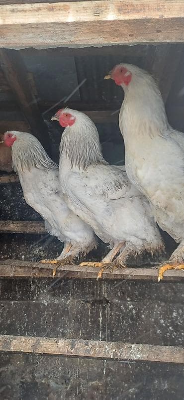 ucuz ev iti: Toyuq, Brama, Damazlıq — 2