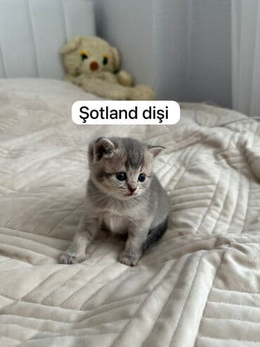 pişik sortlari: Шиншилла, Самка — 3