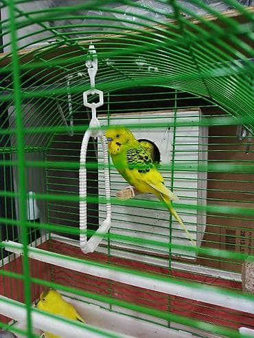 papuqay gence: Məhsul: Dalmatin və klassik rəng çalarlarında (sarı-yaşıl, mavi-yaşıl — 2