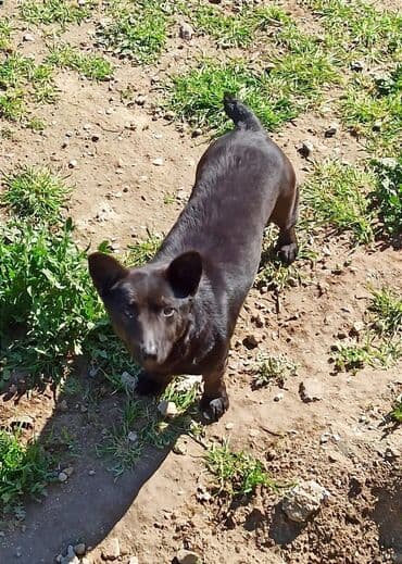 setter it cinsinin digər adı: Qara rəngli, kiçik ölçülü it - Parlaq qara tüklü, kompakt gövdəli — 2