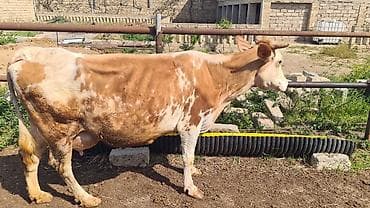 inək sortları: Diqqetle oxu. 5ci qarini dogub 1aydi balasin vermirem yani balasiz — 2