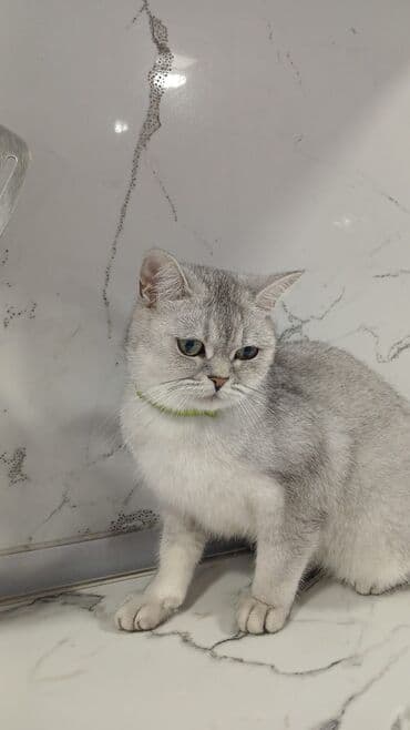 anqor pişiyi: Britan, Dişi, Cütləşmə üçün — 1