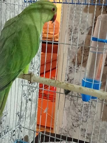 papuqay satilir: 11 ayliq dişi . bala ələ oyresdire bilersiz sakit tebietlidi — 7