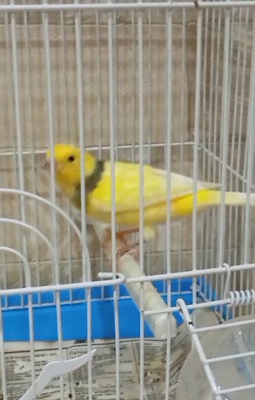 Bulbül cavan ərkək