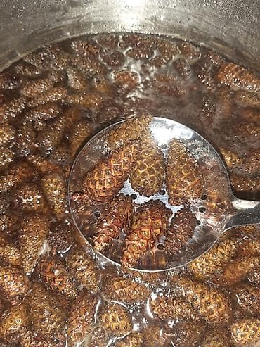 qapı gence: Şam qozasinin murebbesi goy osgireye bronxlara aq ciyere qan aliqi — 2