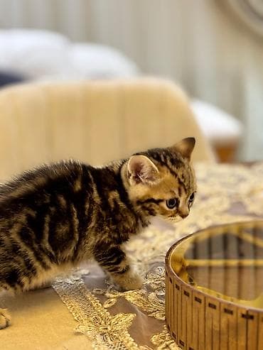 pişik qutusu: Britan, Erkək, Ödənişli çatdırılma — 5