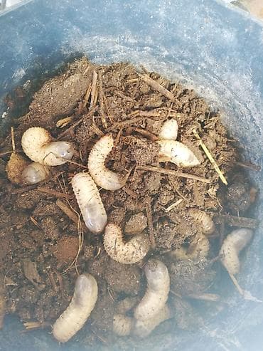 dovşan yemi: Qurdcuq (skarab/May böcəyi sürfələri) – canlı yem və kompostlaşdırma — 2