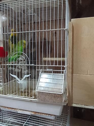 Qəfəs su qabı yem qabı hamsı birgə satılır hazır cüt