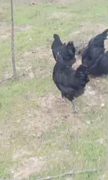 ari mumu satilir: Toyuq, Australorp, Damazlıq, Ödənişli çatdırılma — 6