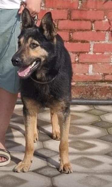 Alman çoban iti, Peyvəndli