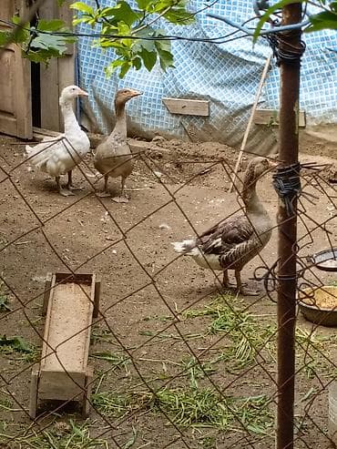 itlerin satisi 2017: Salam 8qazdi .1xoruzdu 40 manat .1lindadi yumurtlayir qalan 6si yerli — 2