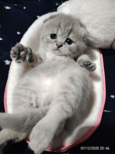 донской сфинкс котята: Boz rəngli balaca pişiklər – yumşaq tüklü, iri qara gözlü, qısa — 6