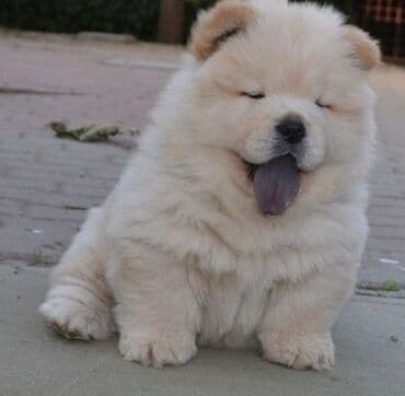 cau cau iti satilir: Çau-Çau, Peyvəndli — 1