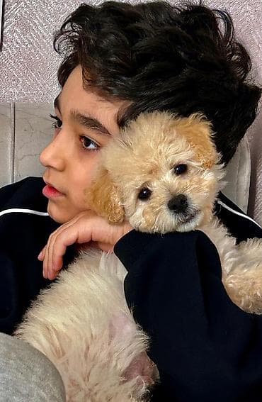 golden it satışı: Pudel, 2 ay, Erkek — 2