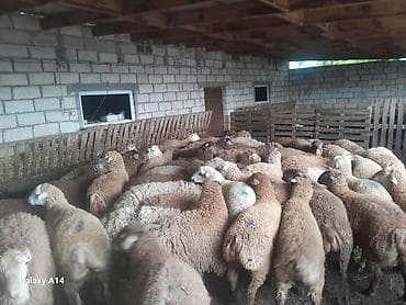 xoruzun ağ əti: Qurbanliq qoyunlar Qiymeti razilasma yolu ile Cekileri 15-25 kq — 1