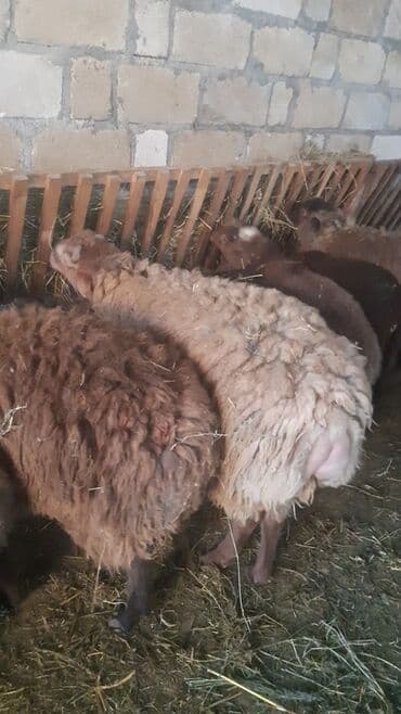 Kia: Ətlik və qurbanlıq quzular.hər çəkidə — 1