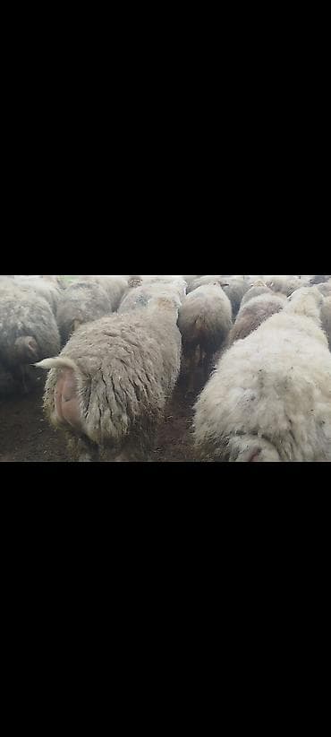 suda yaşayan heyvanlar haqqında məlumat: Dişi, il: 1, 50 kq, Damazlıq, Ünvandan götürmə — 6