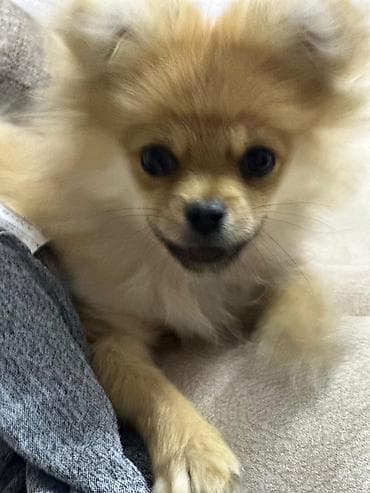 alabaý itleri: Şpitz — 2