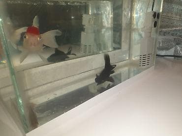 akvarium işığı: Salam Akvarium ölçüleri 35 uzunlug 15 en 25 hundurluk.akvariumun — 4