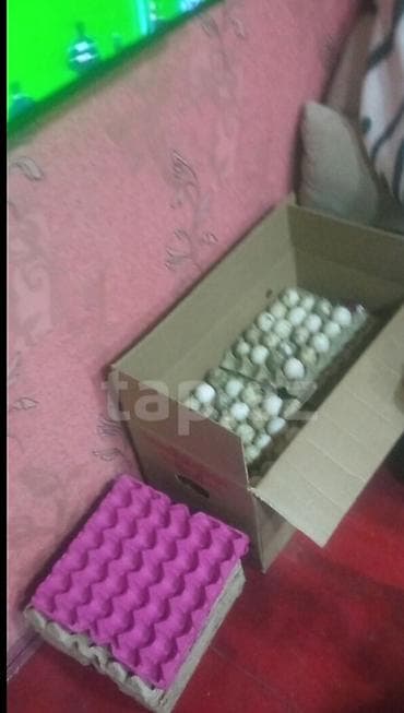 ördek yumurtası satışı: Məhsul: Ördək yumurtası və bala ördəklər super çıxış həm ətlik həm — 1