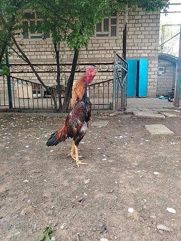 cücə və xoruz təmsil: Təmuz cins təmiz qan hevan axdaranlar narahat etsin 8 aylıq beçədi — 4