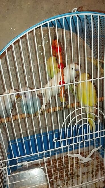 Daşıma çantaları: Məhsul: Sevda cücələri (nimfa/paraket – dalmatin, ağ, sarı-yaşıl və — 2